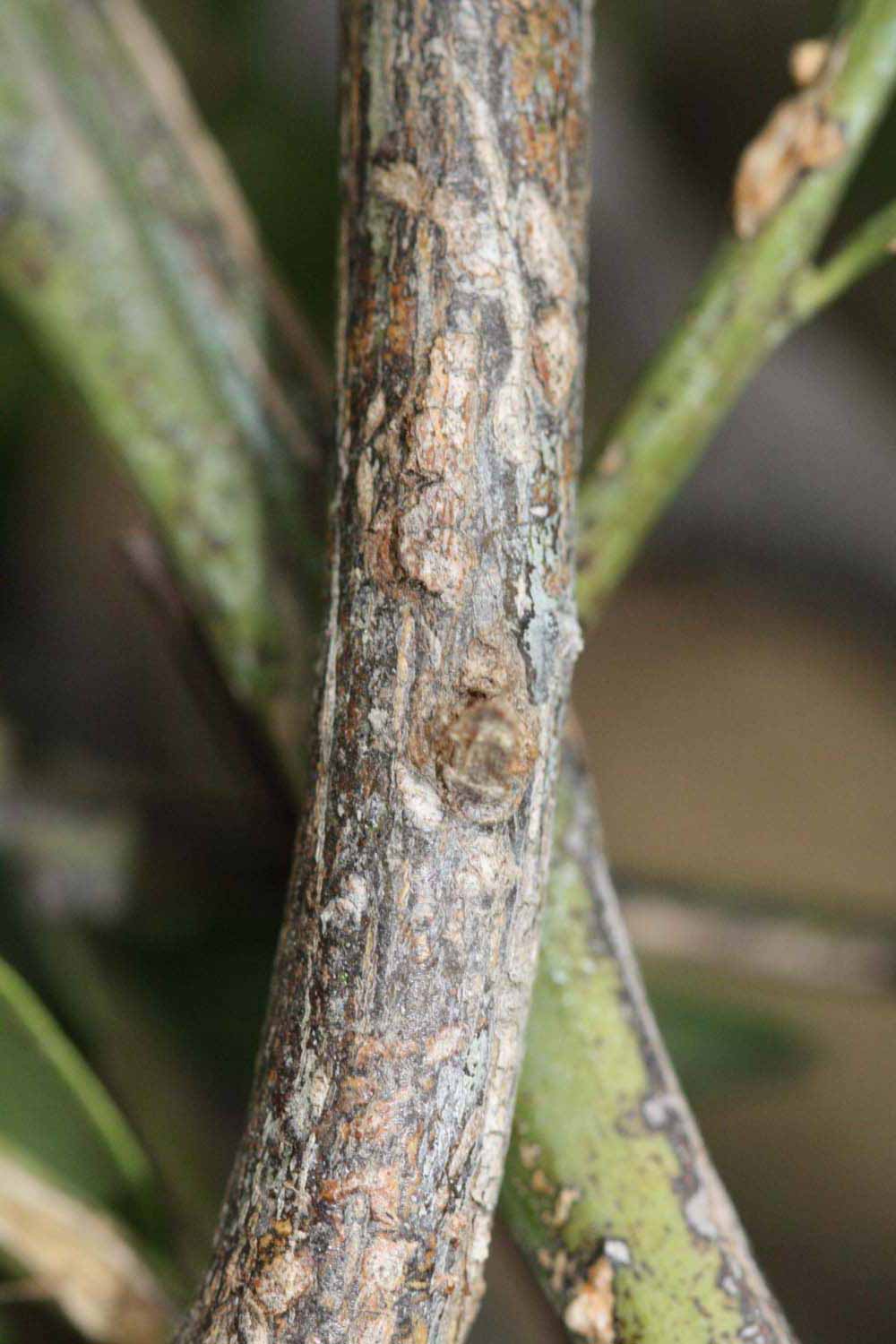              Second - third year twig (Riverside, CA)       